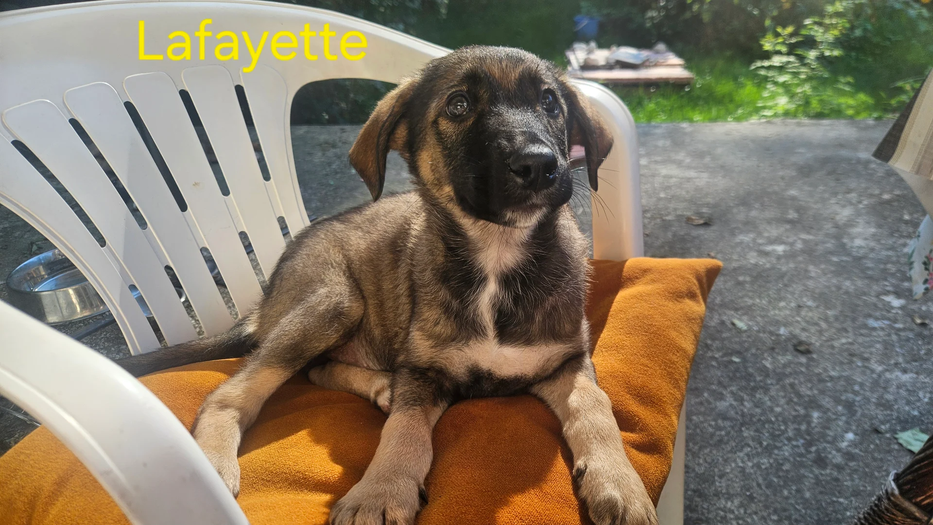 Dau spre adoptie catelusi superbi! – fotografia 1 din 5