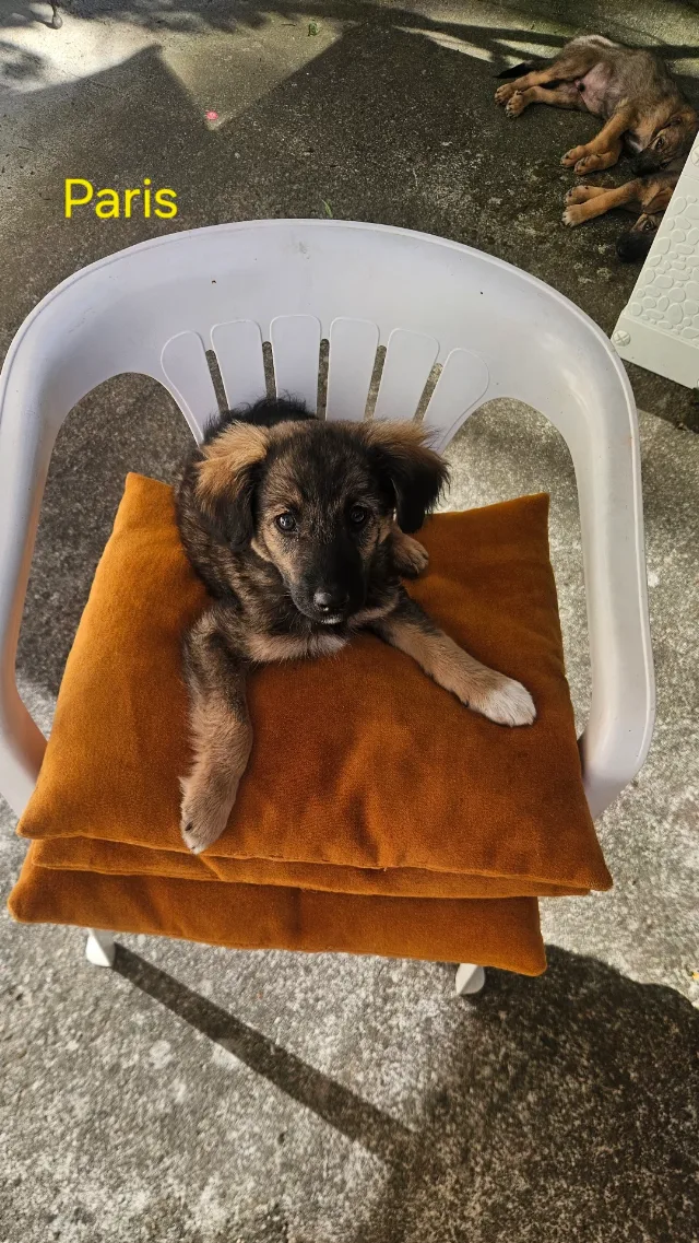 Dau spre adoptie catelusi superbi! – fotografia 4 din 5