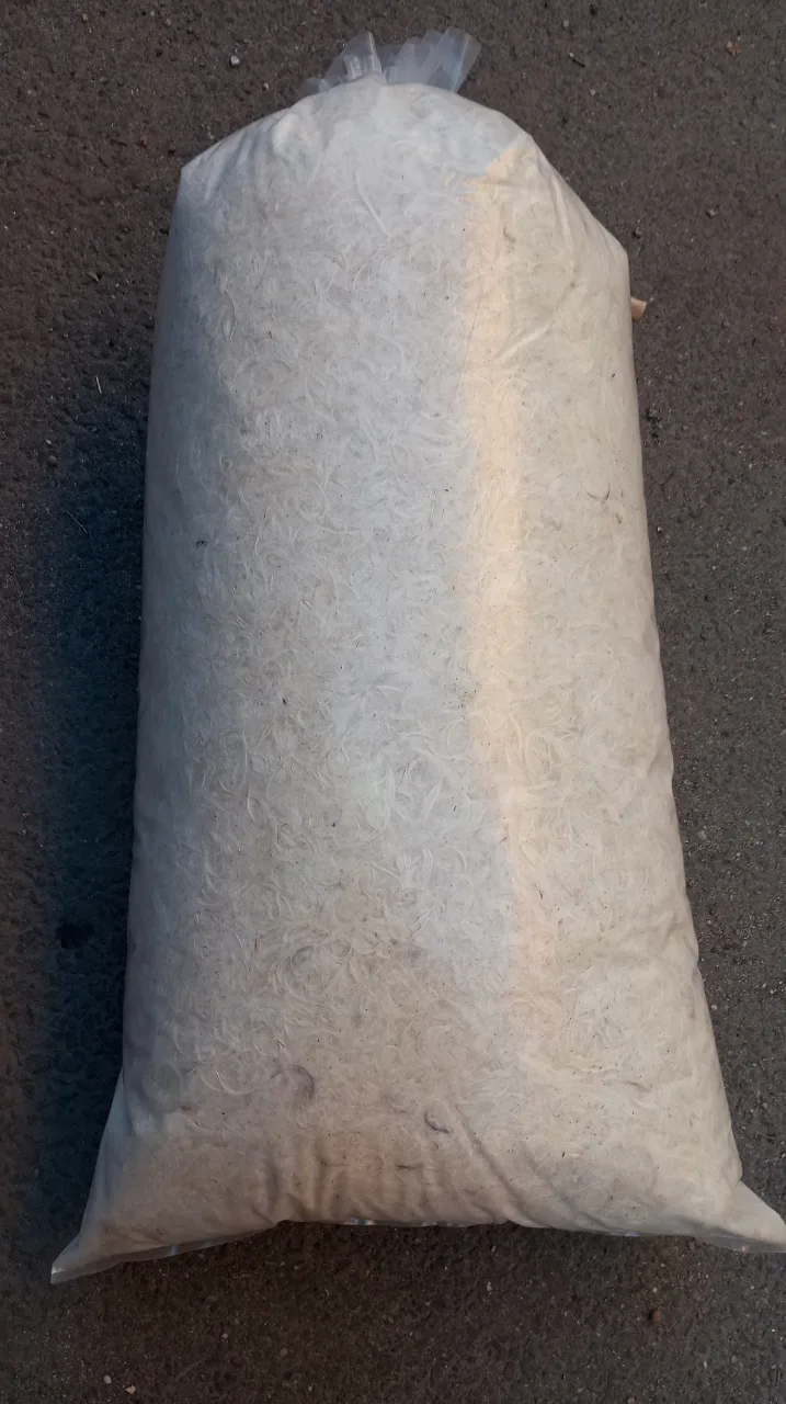 Pene gîscă. 80 lei/kg – fotografia 1 din 2