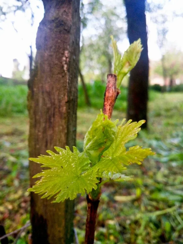 LACRIMA VIŢEI-DE-VIE  100% NATURALA – fotografia 5 din 7