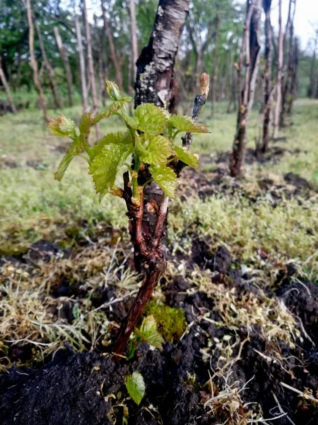 LACRIMA VIŢEI-DE-VIE  100% NATURALA – fotografia 6 din 7
