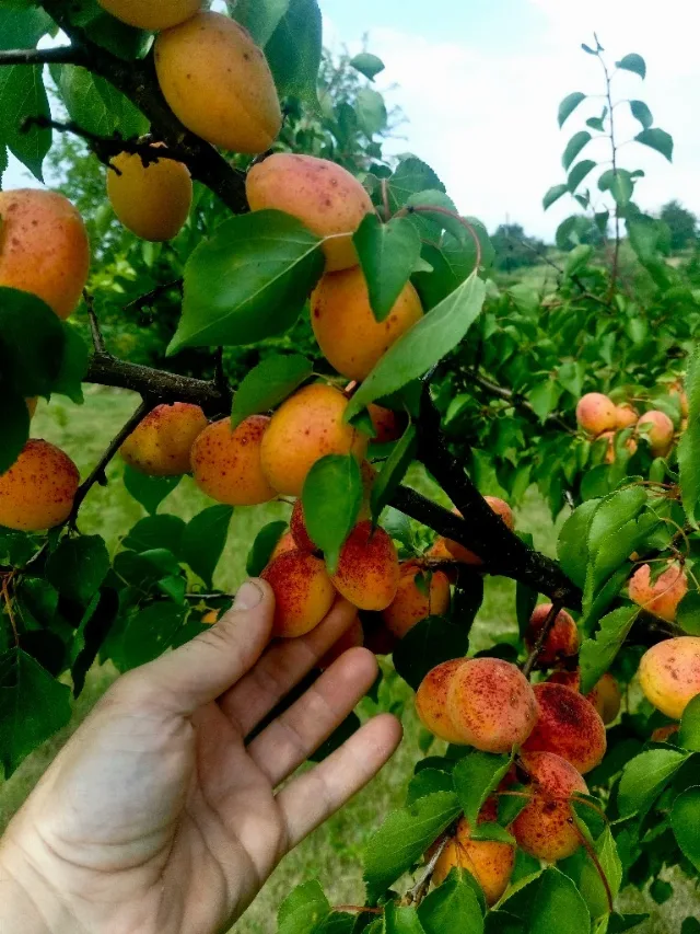 Dulceata si Gem - 100% Naturale – fotografia 4 din 8