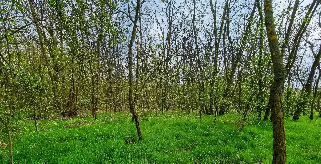 De vânzare  Padure foioase in localitatea Dragodana, Dâmbovița – Dragodana, Dâmbovița