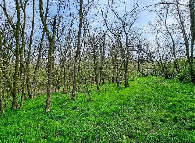 De vânzare  Padure foioase in localitatea Dragodana, Dâmbovița – fotografia 3 din 6