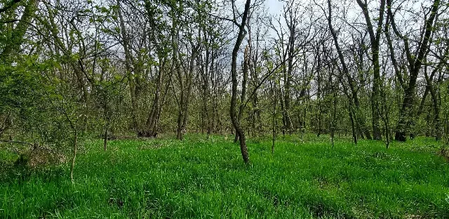 De vânzare  Padure foioase in localitatea Dragodana, Dâmbovița – fotografia 5 din 6