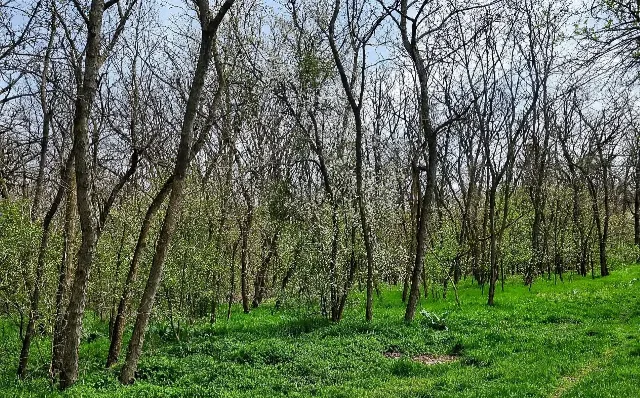 De vânzare  Padure foioase in localitatea Dragodana, Dâmbovița – fotografia 4 din 6