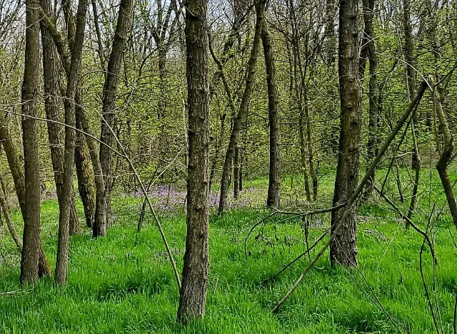 De vânzare  Padure foioase in localitatea Dragodana, Dâmbovița – fotografia 2 din 6