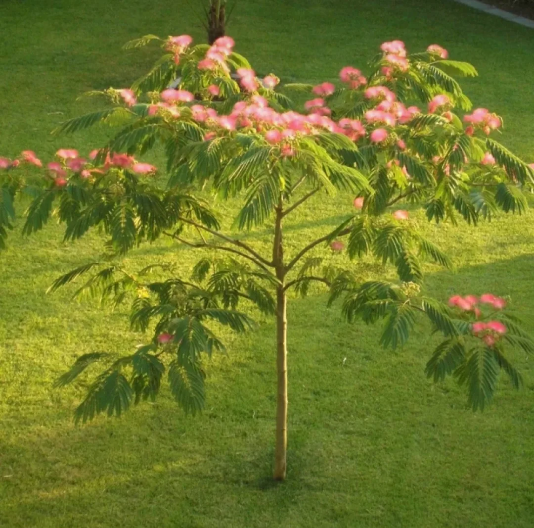 pom arborele de mătase 2,5 m – Slaveni, Olt