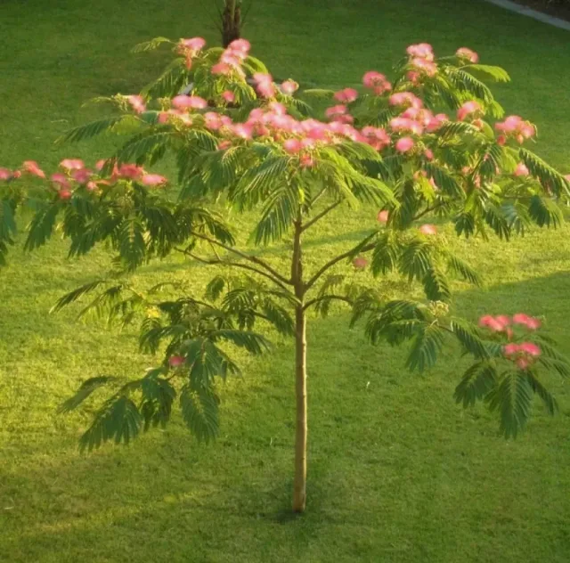 pom arborele de mătase 2,5 m – Slaveni, Olt