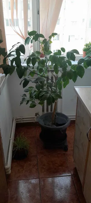 lamai crescut 10 ani – Iasi, Iași
