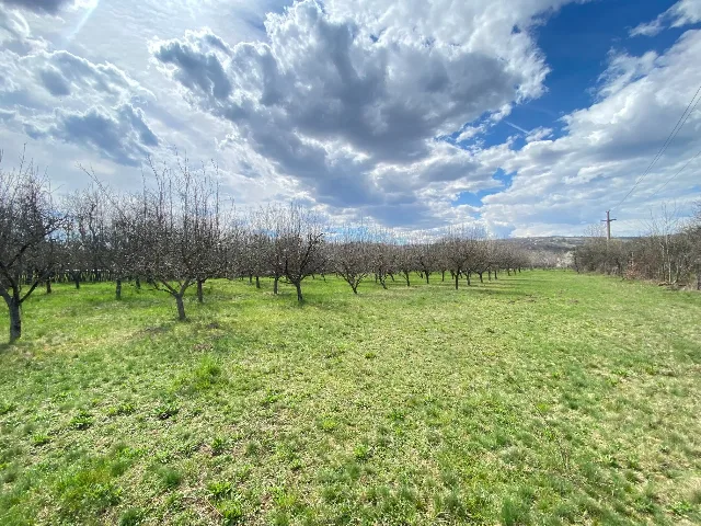 Teren intravilan ( 7000 mp ) – fotografia 3 din 7