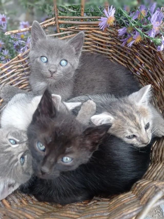 3 pisici pentru adopție – fotografia 2 din 2