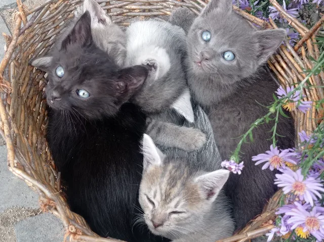 3 pisici pentru adopție – Sighetu Marmatiei, Maramureș