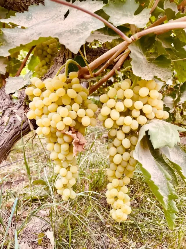 producător de butași de vita de vie de anul 2 și de anul 3 – fotografia 6 din 6