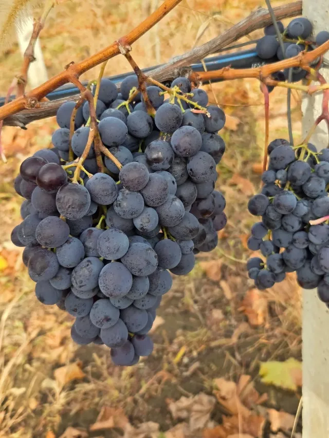 producător de butași de vita de vie de anul 2 și de anul 3 – fotografia 5 din 6
